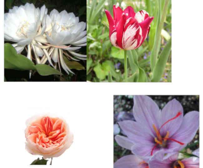 these-are-most-expensive-flowers-of-the-world